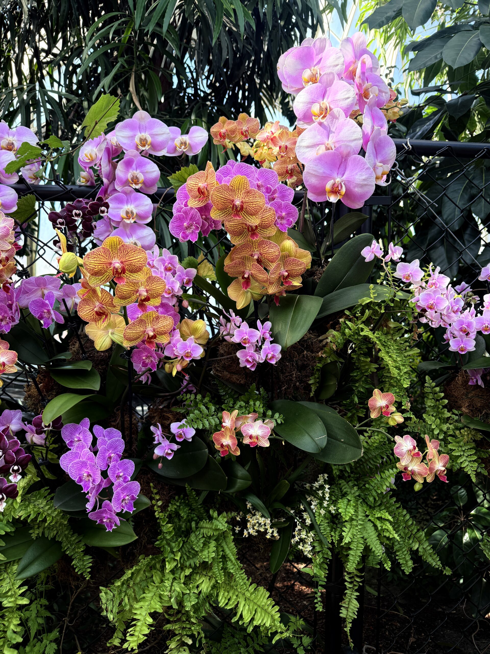 purple and orange orchids